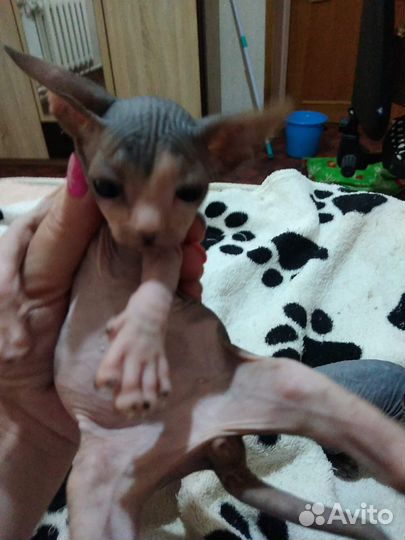 Канадский сфинкс котята