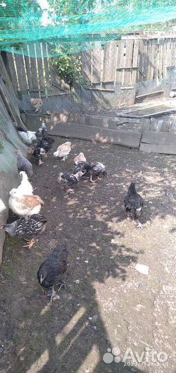 Домашняя птица