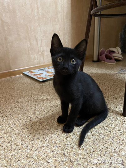 Котёнок чёрный