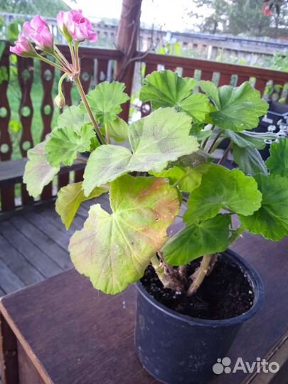 Пеларгония (герань) розебудная