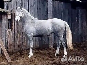 Орловский рысак