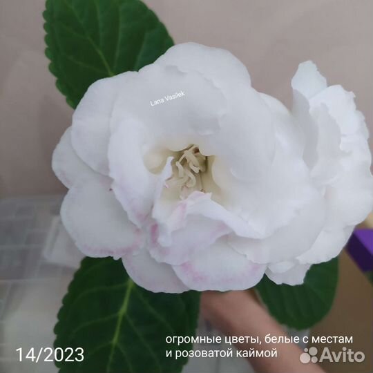 Глоксиния, комнатные цветы