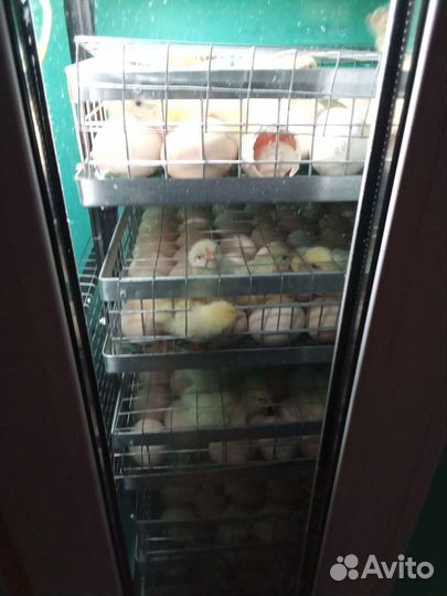 Цыплёнок бройллера