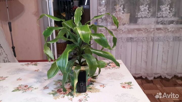 Драцена дорадо