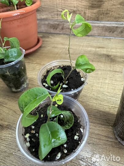 Фикус Барок