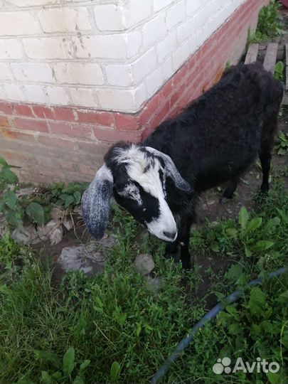 Нубийские козы