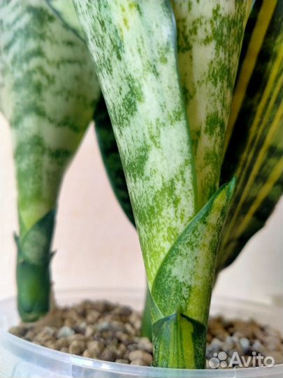 Сортовые сансевиерии Футура Вариегатная