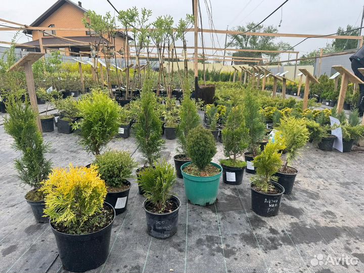 Саженцы Хвойных Туи