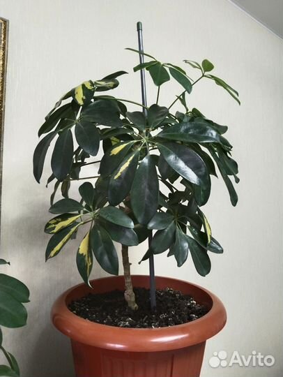 Комнатные цветы шефлера