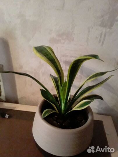 Сансевиерия щучий хвост