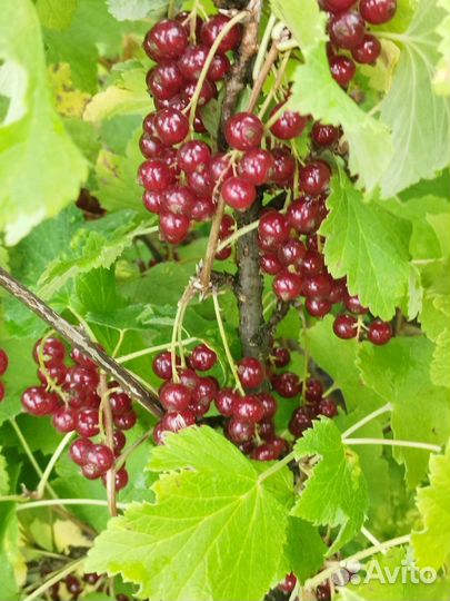 Черная,красная смородина