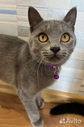 Ласковый котик)