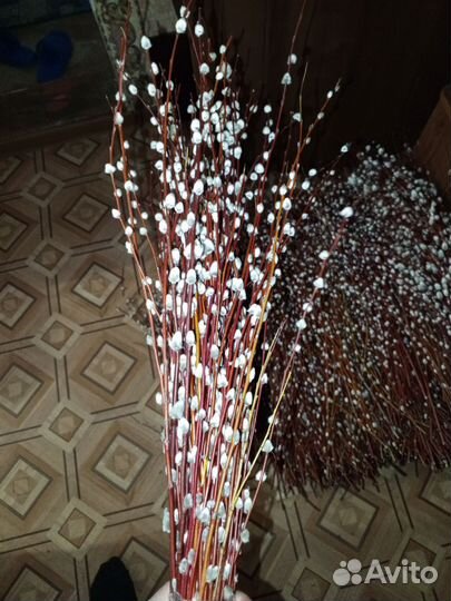 Верба краснотал