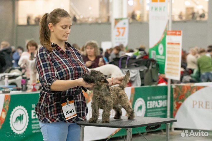 Хендлер, передержка собак, фотосессии