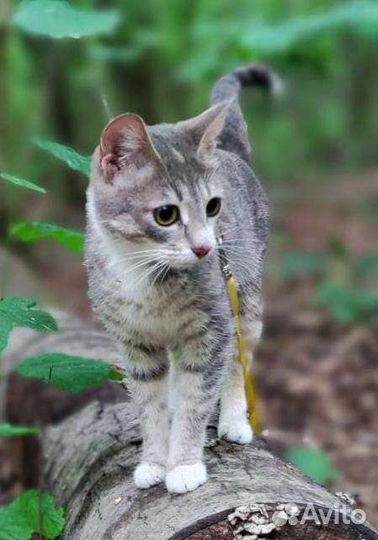 Очень умная ласковая кошечка ищет дом