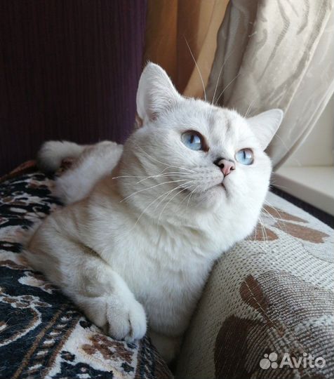 Вязка с котом, Чемпион WCF