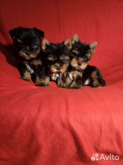 Йоркширский терьер