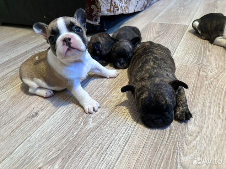 Щенки французского бульдога