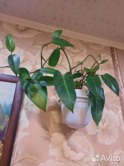 Филодендрон