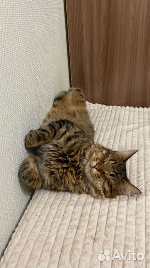 Курильский бобтейл