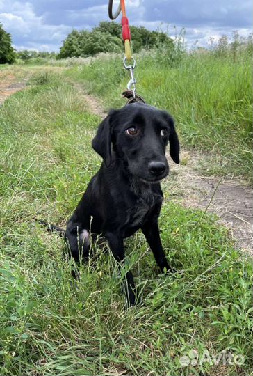 Рокки ищет семью