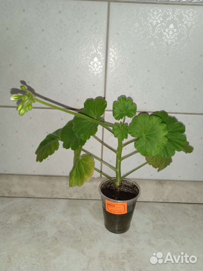 Герань розебудная