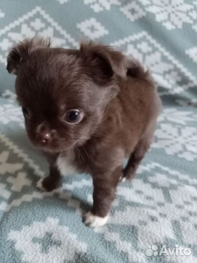Щенки чихуахуа длинношерстные