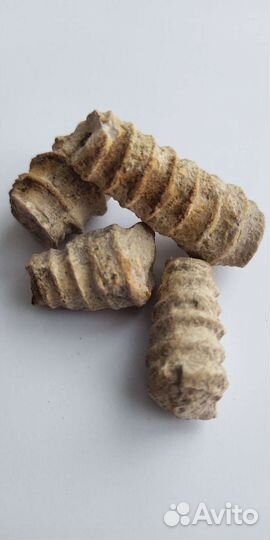 Окаменелости аммониты