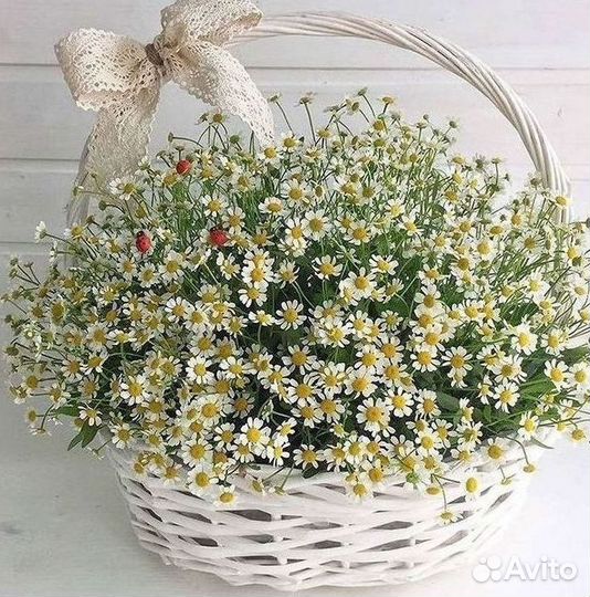 Цветы ромашки