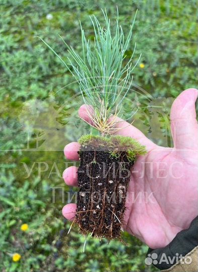 Лиственница Сибирская с зкс сеянцы