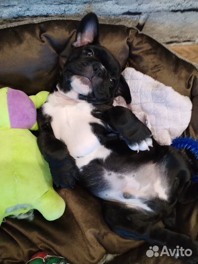 Продам щенка французского бульдога
