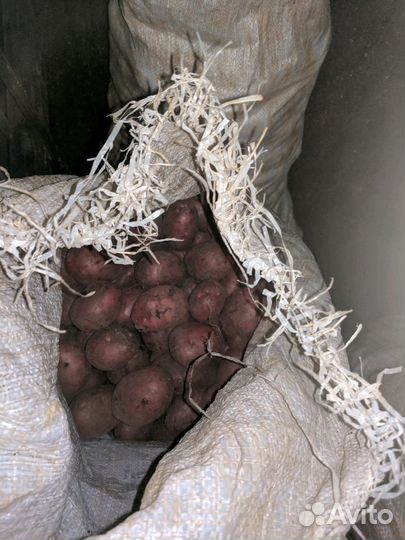 Картофель отборный