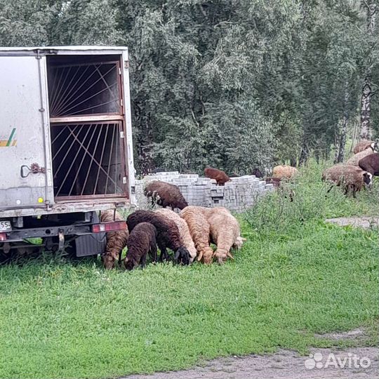 Овцы бараны