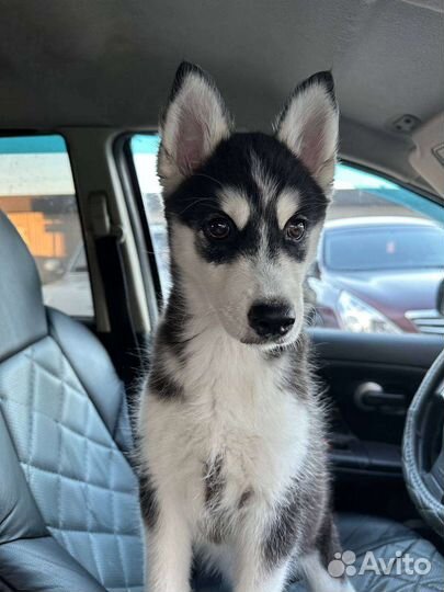 Щенок хаски