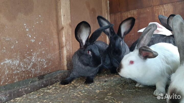 Кролики крупных пород