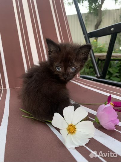 Помогите найти дом котятам