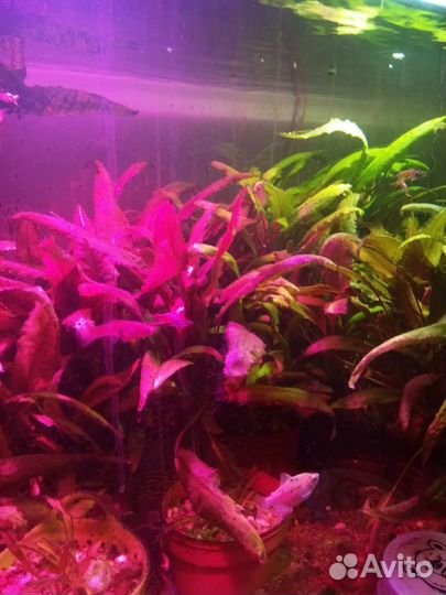 Криптокорины