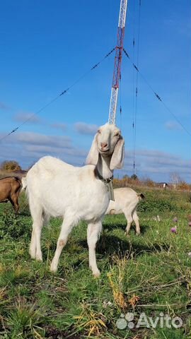 Козлята камори, Коза дойная