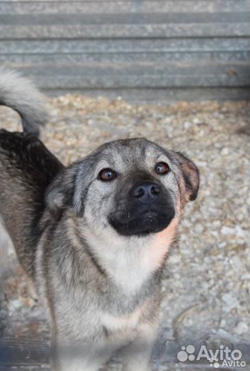 Собака Ляля