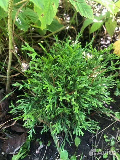 Туя смарагд витбонт