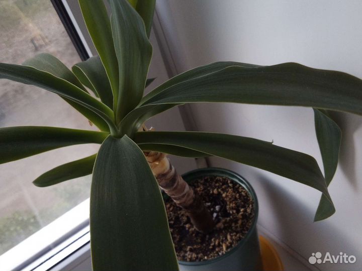 Пальма юкка две штуки