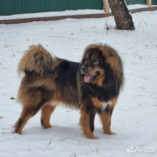 Собака для вязки