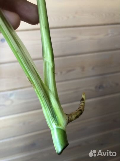 Монстера альба вариегатная