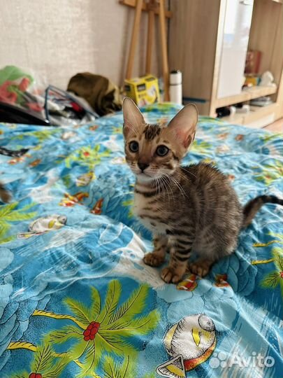 Бенгальские котята