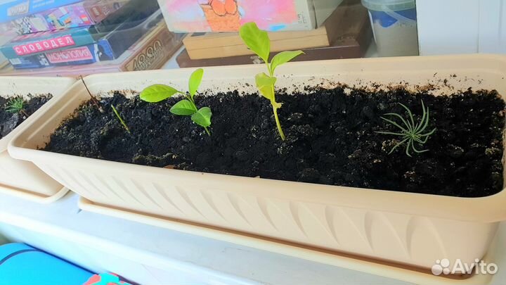 Манго, сибирский кедр, черёмуха