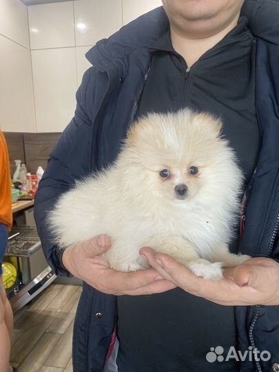 Щенки шпица, продажа