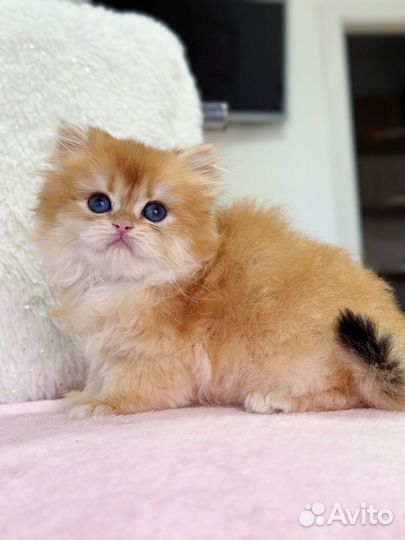 Шотландский длинношерстный котёнок