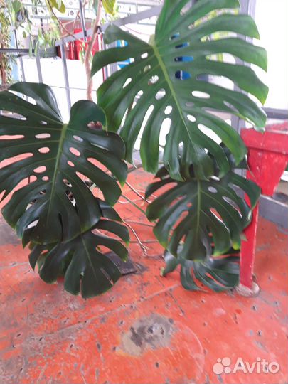 Комнатные цветы