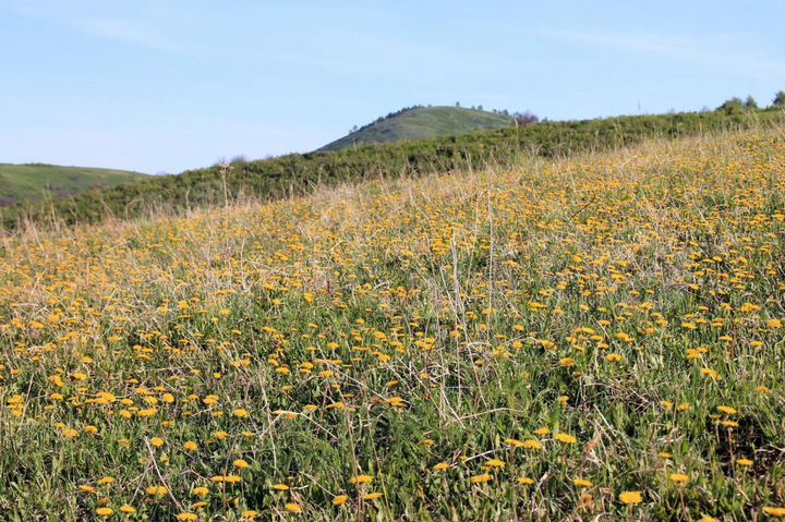 Участок 22,5 га (СНТ, ДНП)