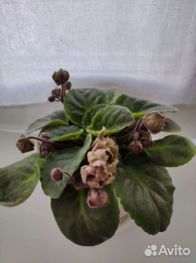 Фиалка (листики) TV-Жемчужина Нила